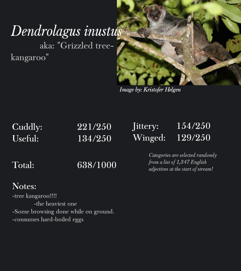 Dendrolagus inustus